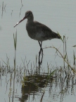 Black-tailed-Godwit.JPG (109 KB)